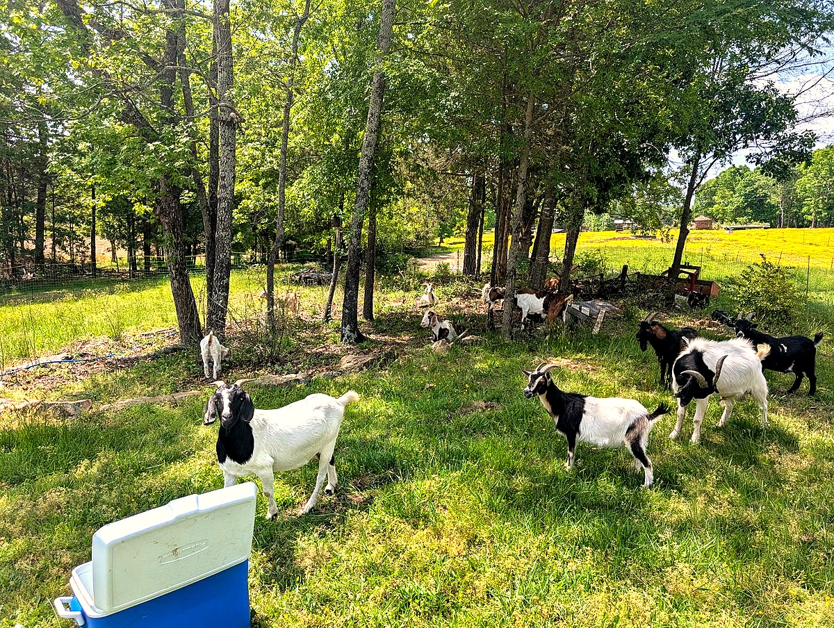 Goats on pasture