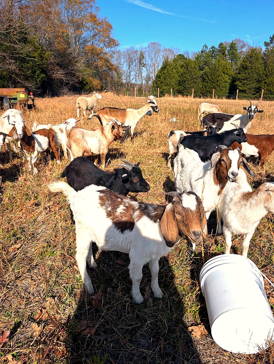 Autumn herd