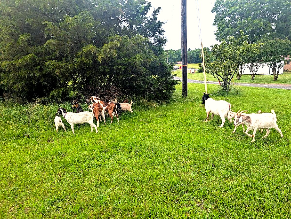 Goats on green pasture