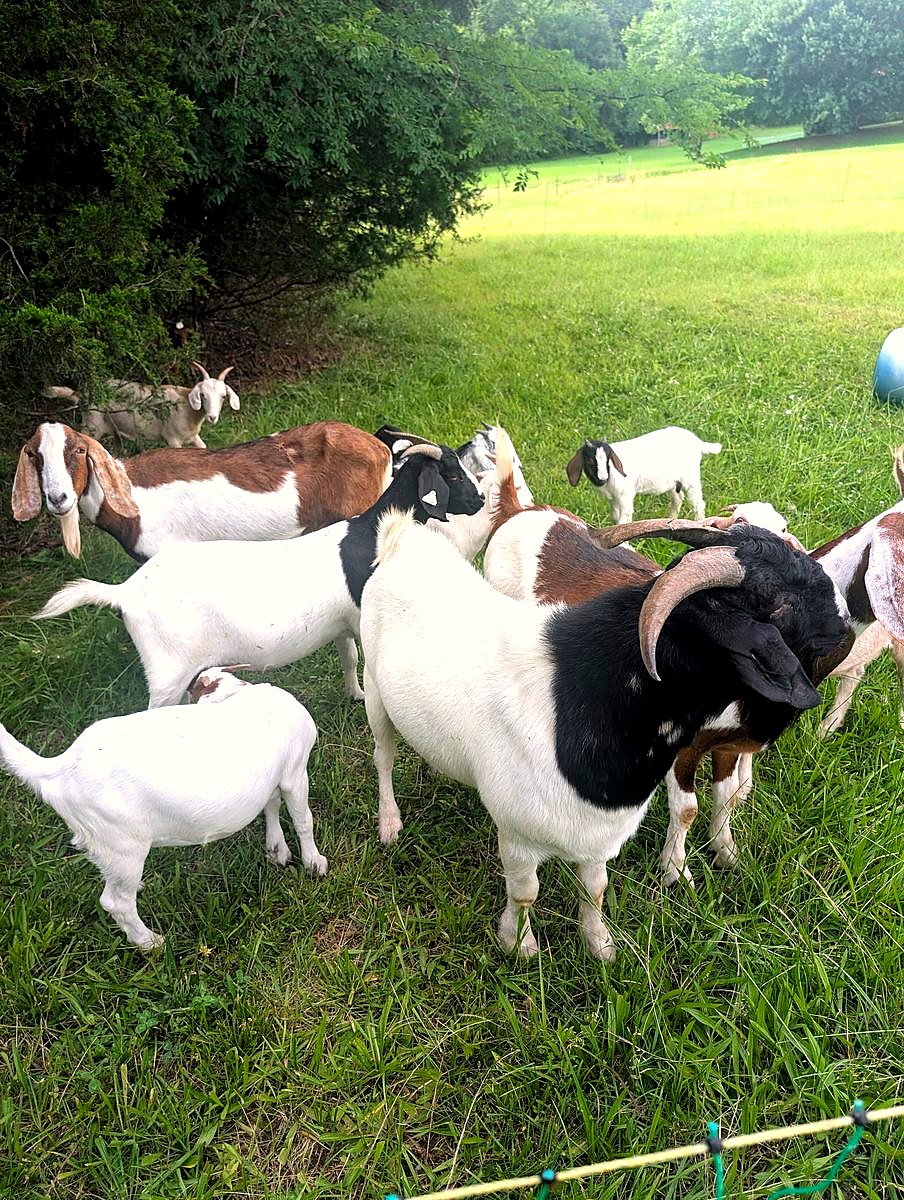 Goat Meat